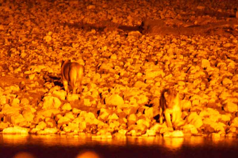 16 - Namibia - leonas - imagen nocturna - Okaukuejo - parque nacional de Etosha